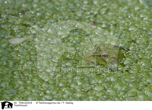 Teichfrosch / green frog / THA-02234