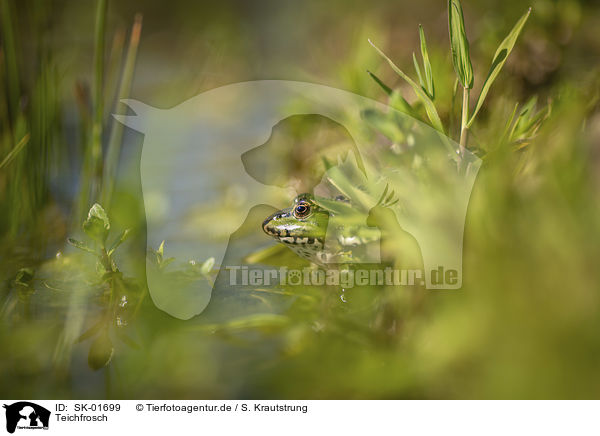 Teichfrosch / Green Frog / SK-01699