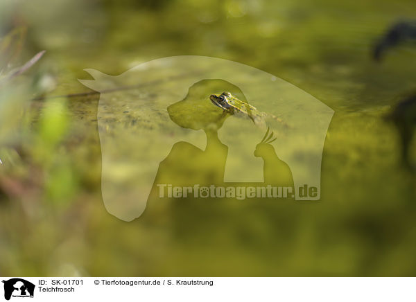 Teichfrosch / Green Frog / SK-01701