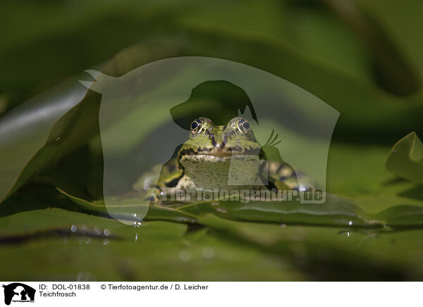 Teichfrosch / green frog / DOL-01838