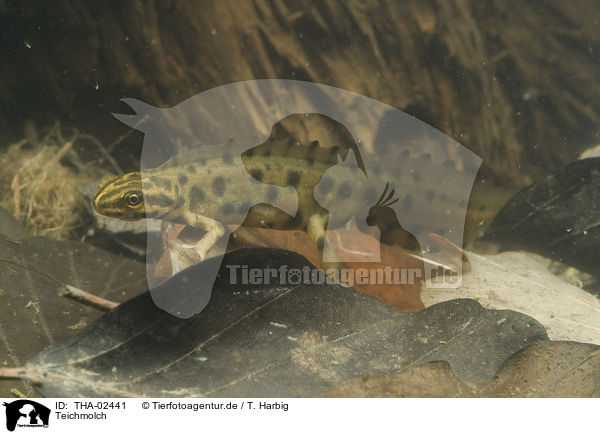 Teichmolch / common newt / THA-02441