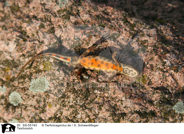 Teichmolch / common newt / SS-55193