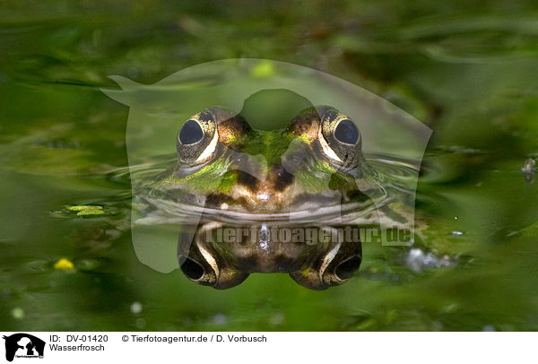 Wasserfrosch / frog / DV-01420