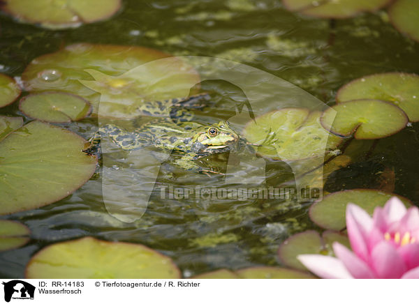 Wasserfrosch / frog / RR-14183