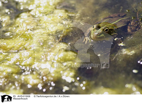 Wasserfrosch / AVD-01668