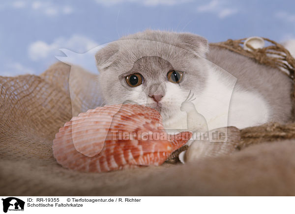 Schottische Faltohrkatze / Scottish Fold / RR-19355