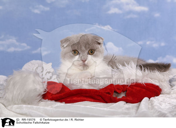 Schottische Faltohrkatze / Scottish Fold / RR-19576