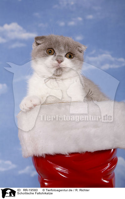 Schottische Faltohrkatze / Scottish Fold / RR-19580