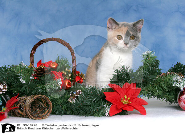 Britisch Kurzhaar Ktzchen zu Weihnachten / British Shorthair Kitten at christmas / SS-10498
