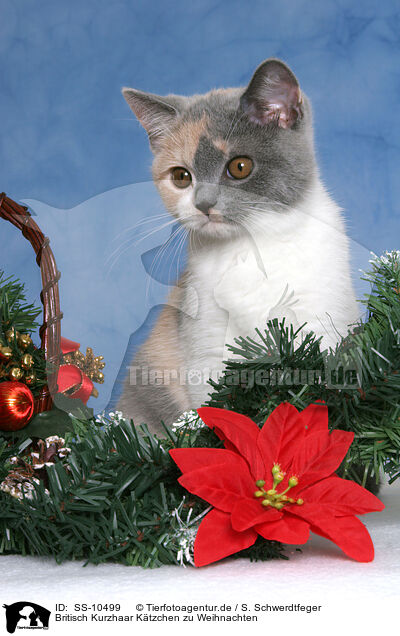 Britisch Kurzhaar Ktzchen zu Weihnachten / British Shorthair Kitten at christmas / SS-10499