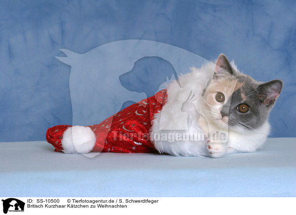 Britisch Kurzhaar Ktzchen zu Weihnachten / British Shorthair Kitten at christmas / SS-10500