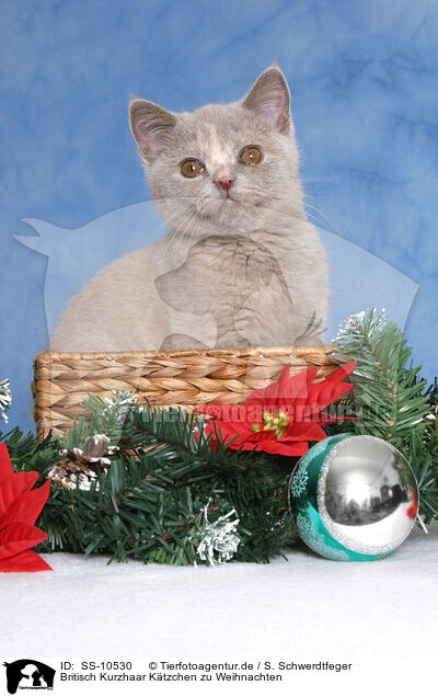 Britisch Kurzhaar Ktzchen zu Weihnachten / British Shorthair Kitten at christmas / SS-10530