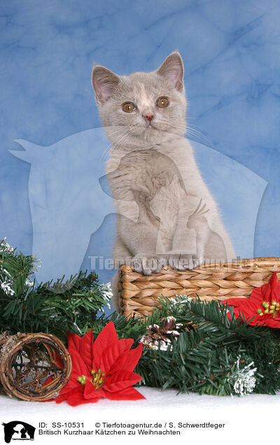 Britisch Kurzhaar Ktzchen zu Weihnachten / British Shorthair Kitten at christmas / SS-10531