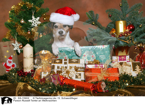 Parson Russell Terrier an Weihnachten / Parson Russell Terrier at christmas / SS-15902