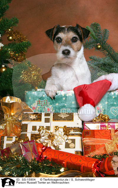 Parson Russell Terrier an Weihnachten / Parson Russell Terrier at christmas / SS-15904