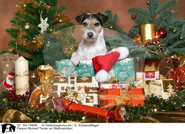 Parson Russell Terrier an Weihnachten / Parson Russell Terrier at christmas / SS-15906