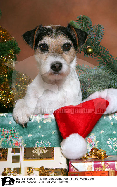 Parson Russell Terrier an Weihnachten / Parson Russell Terrier at christmas / SS-15907