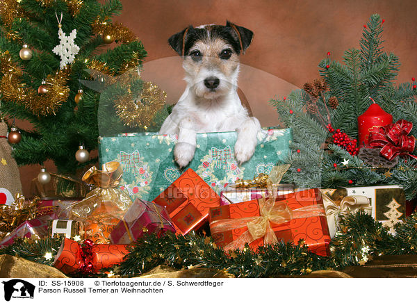 Parson Russell Terrier an Weihnachten / Parson Russell Terrier at christmas / SS-15908