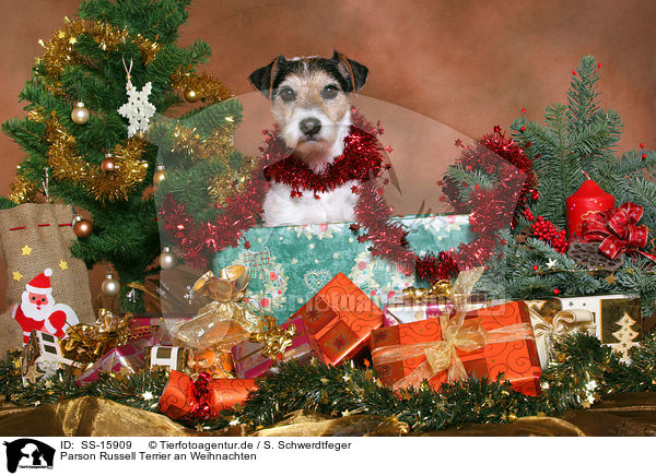 Parson Russell Terrier an Weihnachten / Parson Russell Terrier at christmas / SS-15909