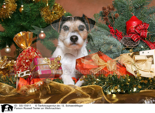 Parson Russell Terrier an Weihnachten / Parson Russell Terrier at christmas / SS-15911
