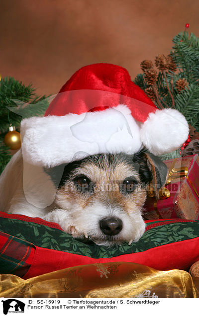 Parson Russell Terrier an Weihnachten / Parson Russell Terrier at christmas / SS-15919
