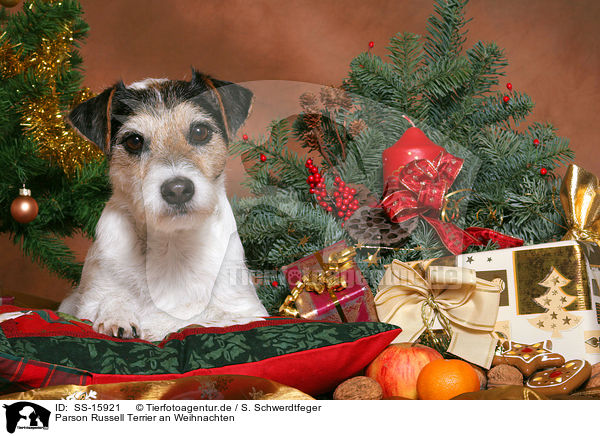 Parson Russell Terrier an Weihnachten / Parson Russell Terrier at christmas / SS-15921