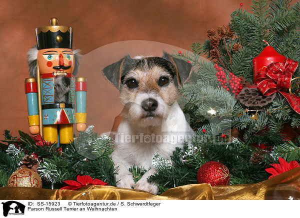 Parson Russell Terrier an Weihnachten / Parson Russell Terrier at christmas / SS-15923