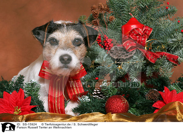 Parson Russell Terrier an Weihnachten / Parson Russell Terrier at christmas / SS-15924