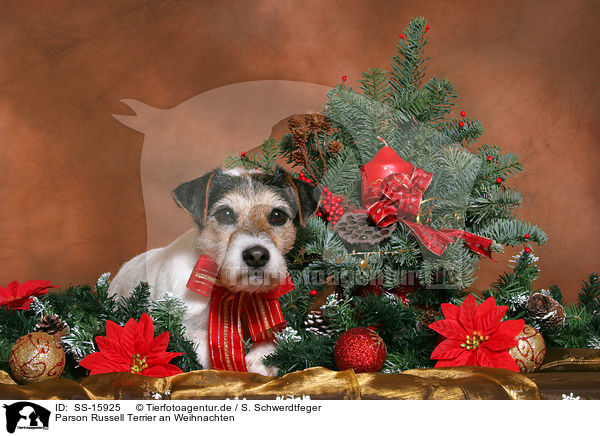 Parson Russell Terrier an Weihnachten / Parson Russell Terrier at christmas / SS-15925