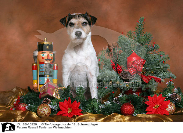 Parson Russell Terrier an Weihnachten / Parson Russell Terrier at christmas / SS-15926