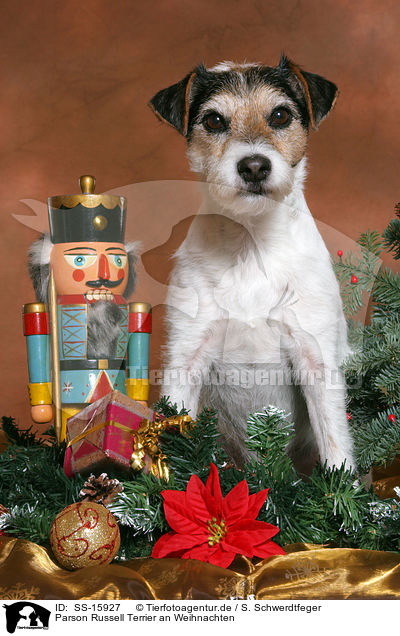 Parson Russell Terrier an Weihnachten / Parson Russell Terrier at christmas / SS-15927