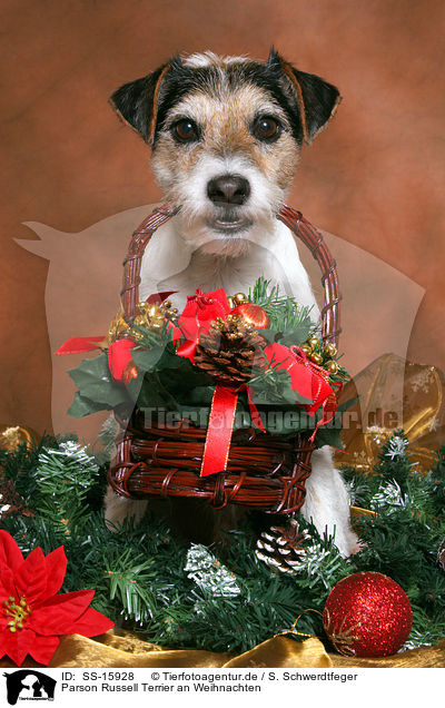 Parson Russell Terrier an Weihnachten / Parson Russell Terrier at christmas / SS-15928