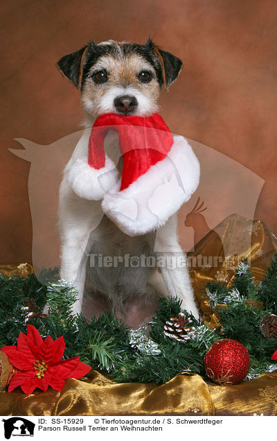 Parson Russell Terrier an Weihnachten / Parson Russell Terrier at christmas / SS-15929