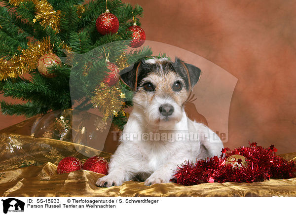 Parson Russell Terrier an Weihnachten / Parson Russell Terrier at christmas / SS-15933