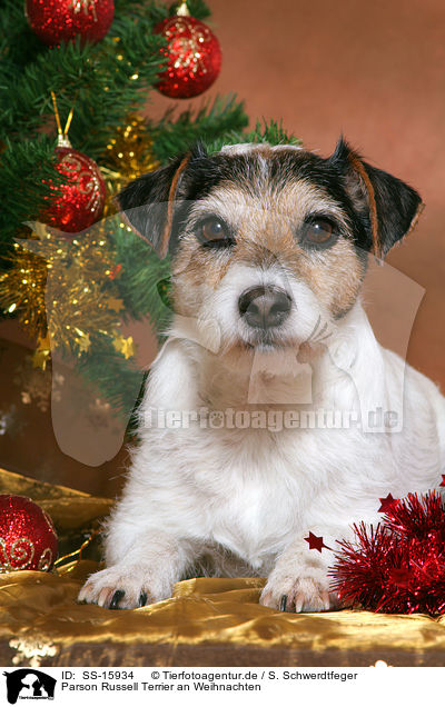 Parson Russell Terrier an Weihnachten / Parson Russell Terrier at christmas / SS-15934