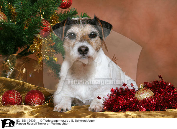 Parson Russell Terrier an Weihnachten / Parson Russell Terrier at christmas / SS-15935