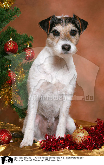 Parson Russell Terrier an Weihnachten / Parson Russell Terrier at christmas / SS-15936