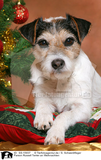 Parson Russell Terrier an Weihnachten / Parson Russell Terrier at christmas / SS-15937