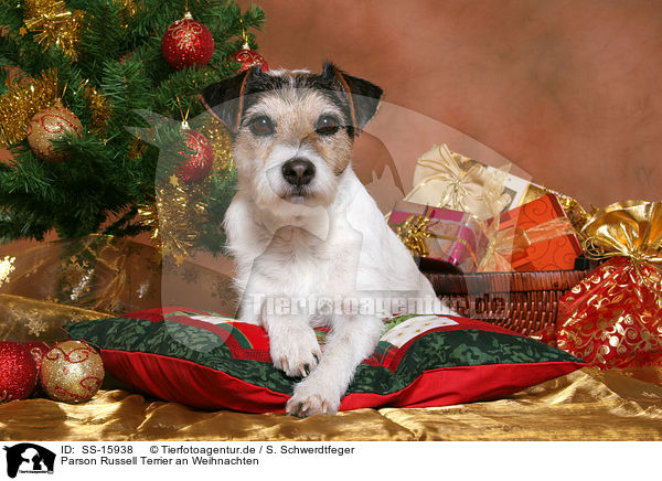 Parson Russell Terrier an Weihnachten / Parson Russell Terrier at christmas / SS-15938