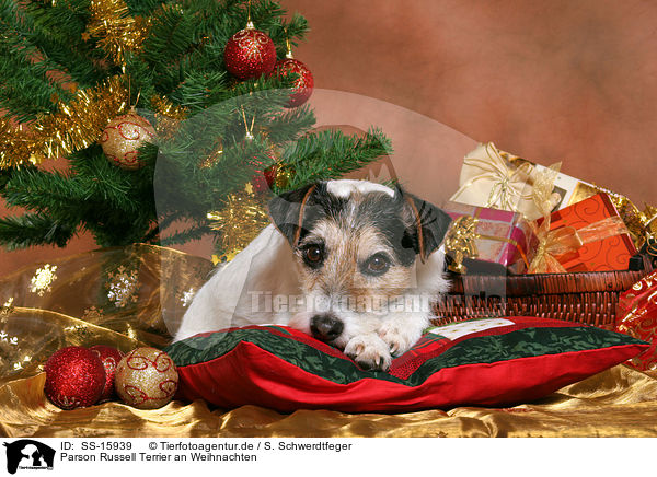 Parson Russell Terrier an Weihnachten / Parson Russell Terrier at christmas / SS-15939