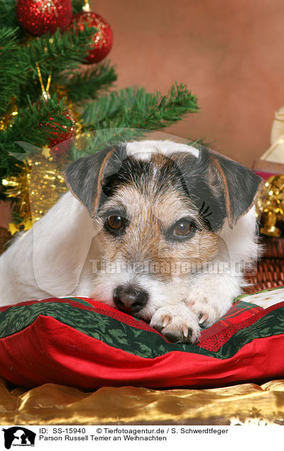 Parson Russell Terrier an Weihnachten / Parson Russell Terrier at christmas / SS-15940