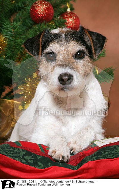 Parson Russell Terrier an Weihnachten / Parson Russell Terrier at christmas / SS-15941