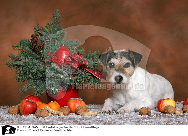 Parson Russell Terrier an Weihnachten / Parson Russell Terrier at christmas / SS-15945
