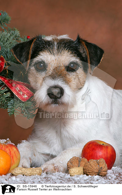 Parson Russell Terrier an Weihnachten / Parson Russell Terrier at christmas / SS-15946