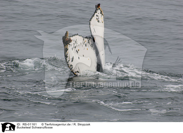 Buckelwal Schwanzflosse / humpback whale fluke / RS-01161