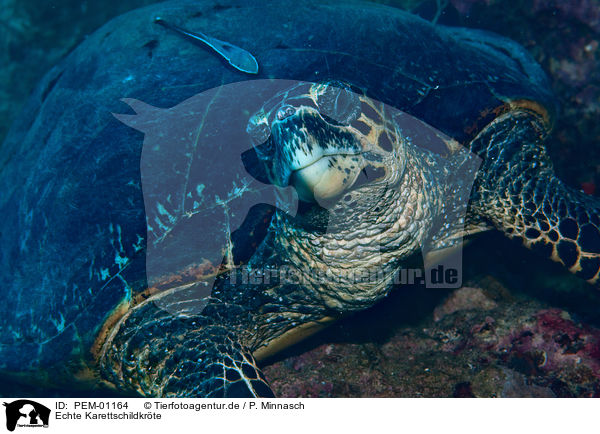 Echte Karettschildkrte / hawksbill sea turtle / PEM-01164