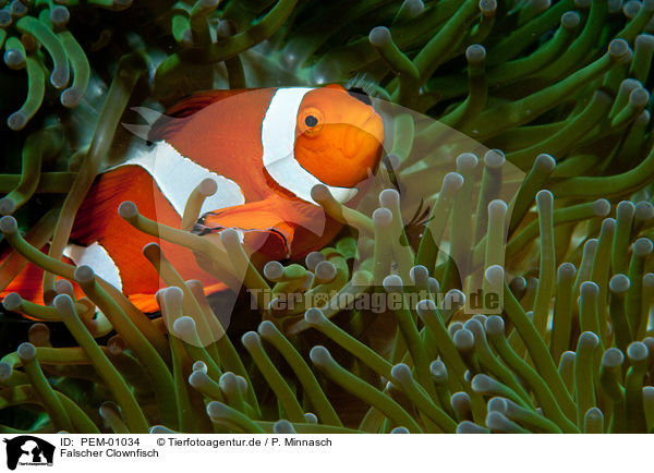 Falscher Clownfisch / false clown anemonefish / PEM-01034