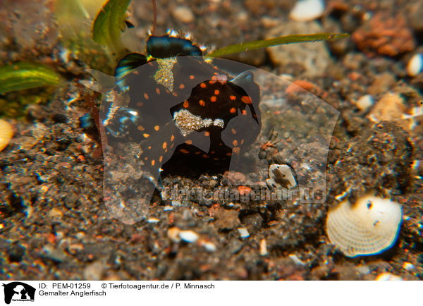 Gemalter Anglerfisch / painted frogfish / PEM-01259