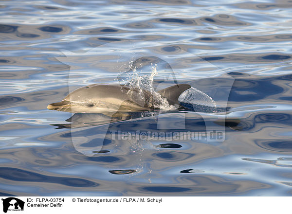 Gemeiner Delfin / short-beaked common dolphin / FLPA-03754