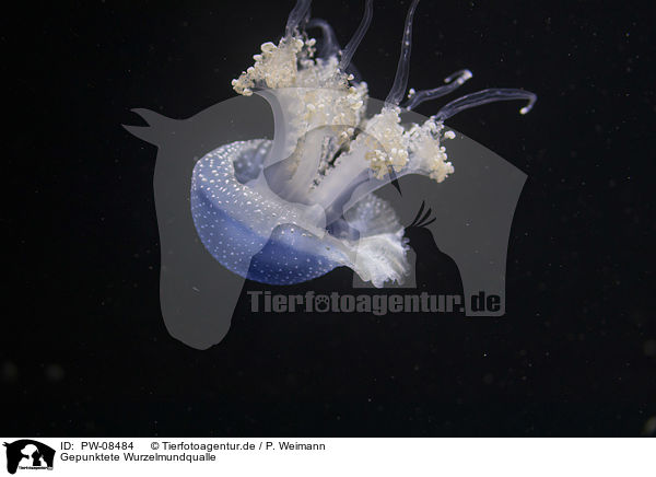 Gepunktete Wurzelmundqualle / Australian spotted Jellyfish / PW-08484